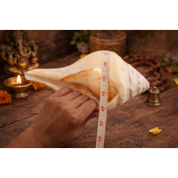 NOVELIKA-100% Natural Blowing Vamavarti Vishnu Shankh Original Big Calcium Conch Shell-Puja Purpose-Loud Sound (Pack of 1)
