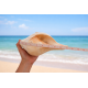 NOVELIKA-100% Natural Blowing Vamavarti Vishnu Shankh Original Big Calcium Conch Shell-Puja Purpose-Loud Sound (Pack of 1) NOVELIKA-100% Natural Blowing Vamavarti Vishnu Shankh Original Big Calcium Conch Shell-Puja Purpose-Loud Sound (Pack of 1)