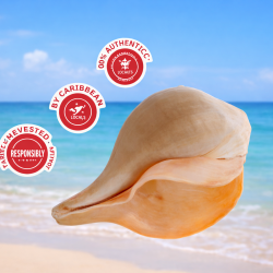 NOVELIKA-100% Natural Blowing Vamavarti Vishnu Shankh Original Big Calcium Conch Shell-Puja Purpose-Loud Sound (Pack of 1)