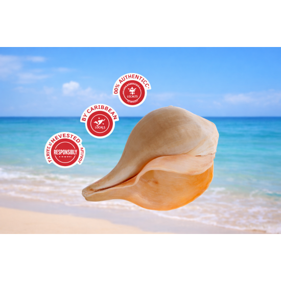NOVELIKA-100% Natural Blowing Vamavarti Vishnu Shankh Original Big Calcium Conch Shell-Puja Purpose-Loud Sound (Pack of 1) NOVELIKA-100% Natural Blowing Vamavarti Vishnu Shankh Original Big Calcium Conch Shell-Puja Purpose-Loud Sound (Pack of 1)