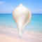 NOVELIKA-100% Natural Blowing Vamavarti Shankh Heavy Weight|Original Big Calcium Conch Shell (Pack of 1)