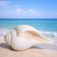 NOVELIKA-100% Natural Blowing Vamavarti Shankh Heavy Weight|Original Big Calcium Conch Shell (Pack of 1)