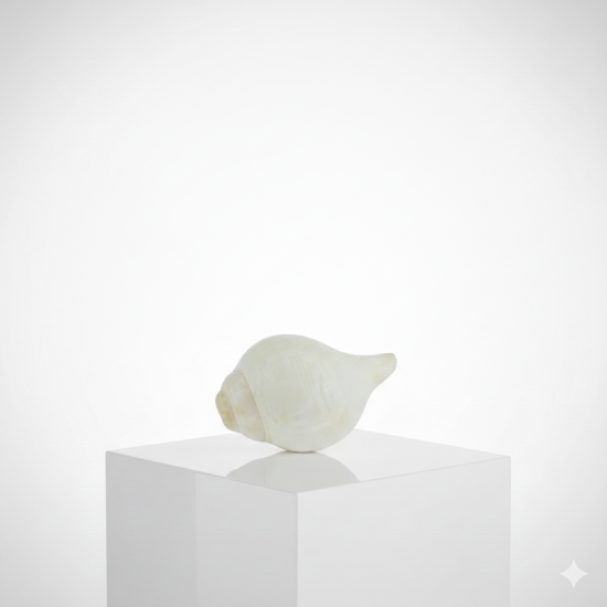 NOVELIKA- White Blowing Shank/Puja Shankh Or Conch Shell, 3.5/4 Inches (Pack of 1)
