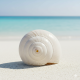 NOVELIKA- White Blowing Shank/Puja Shankh Or Conch Shell, 3.5/4 Inches (Pack of 1)