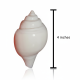 NOVELIKA- Pooja Jal Shank (Non-Blowing) | Authentic Conch Shell For Spiritual Rituals (Pack Of 1) 