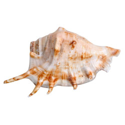 Novelika- Panchmukhi Collection Five Finger Blowing Sankh for Pooja Pack Of 1 (NA1052) Novelika- Panchmukhi Collection Five Finger Blowing Sankh for Pooja Pack Of 1 (NA1052)