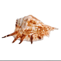 Novelika- Panchmukhi Collection Five Finger Blowing Sankh for Pooja Pack Of 1 (NA1052) Novelika- Panchmukhi Collection Five Finger Blowing Sankh for Pooja Pack Of 1 (NA1052)