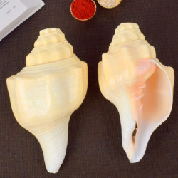 Novelika- Debadutta Shankh (Turbinella Pyrum) – Sacred Symbol of Peace(NA1053) Novelika- Debadutta Shankh (Turbinella Pyrum) – Sacred Symbol of Peace(NA1053)