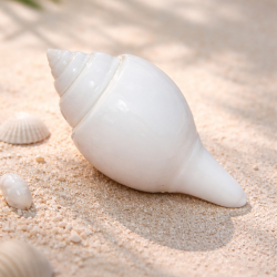 NOVELIKA-Pure White Divine Jal Shank -Sacred 3.5-Inch Non-Blowing Conch Shell For Pooja & Abhishekam Rituals (Pack of 1)