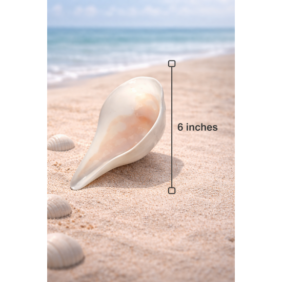 NOVELIKA-Puja Shank | Original Blowing Conch For Pooja - Sacred Sound & Positive Energy.6 Inches (Pack of 1)