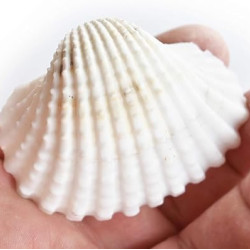 Novelika White Ark Decorative Artificial Seashell Novelika White Ark Decorative Artificial Seashell