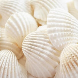 Novelika White Ark Decorative Artificial Seashell Novelika White Ark Decorative Artificial Seashell