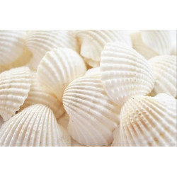 Novelika White Ark Decorative Artificial Seashell