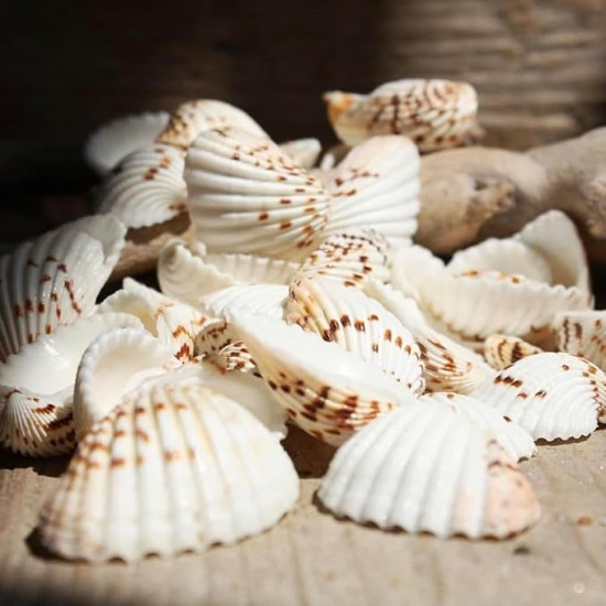 Novelika Brown Dot Seashells for Aquarium, Fish Tank, Vase Filler