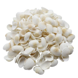 Novelika White Seashells for Aquarium, Fish Tank, Vase Filler Novelika White Seashells for Aquarium, Fish Tank, Vase Filler