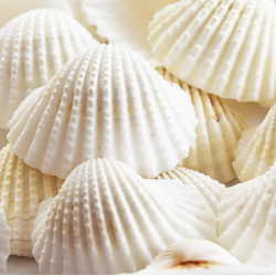 Novelika White Ark Decorative Artificial Seashell