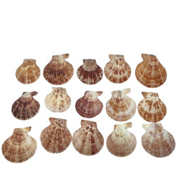 Novelika Scallop Seashells for Aquarium, Fish Tank, Vase Filler Novelika Scallop Seashells for Aquarium, Fish Tank, Vase Filler