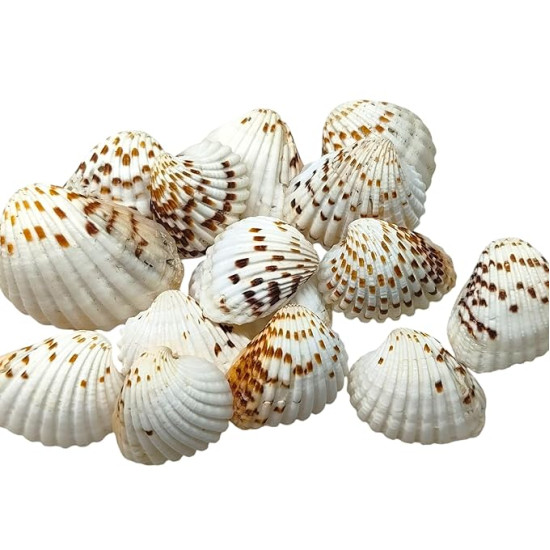 Novelika Brown Dot Seashells for Aquarium, Fish Tank, Vase Filler