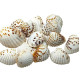 Novelika Brown Dot Seashells for Aquarium, Fish Tank, Vase Filler