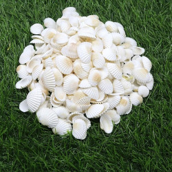 Novelika White Seashells for Aquarium, Fish Tank, Vase Filler Novelika White Seashells for Aquarium, Fish Tank, Vase Filler