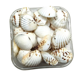 Novelika Brown Dot Seashells for Aquarium, Fish Tank, Vase Filler