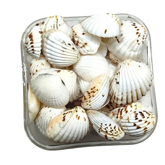 Novelika Brown Dot Seashells for Aquarium, Fish Tank, Vase Filler