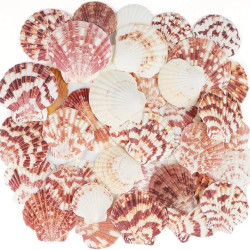 Novelika Scallop Seashells for Aquarium, Fish Tank, Vase Filler Novelika Scallop Seashells for Aquarium, Fish Tank, Vase Filler