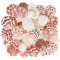 Novelika Scallop Seashells for Aquarium, Fish Tank, Vase Filler
