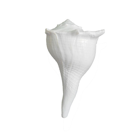 NOVELIKA- Dakshinavarti Shankh Original Pure White with Designer Brass Stand (Set of 1) NOVELIKA- Dakshinavarti Shankh Original Pure White with Designer Brass Stand (Set of 1)