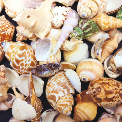 NOVELIKA- Mix Artificial Sea Shell charms for craft (All sizes)