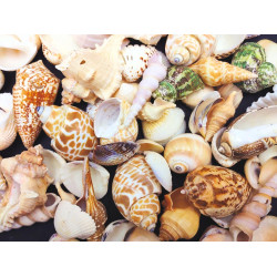 NOVELIKA- Mix Artificial Sea Shell charms for craft (All sizes)