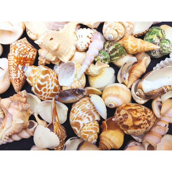 NOVELIKA- Mix Artificial Sea Shell charms for craft (All sizes)