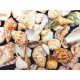 NOVELIKA- Mix Artificial Sea Shell charms for craft (All sizes)