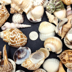 NOVELIKA- Mix Artificial Sea Shell charms for craft (All sizes) NOVELIKA- Mix Artificial Sea Shell charms for craft (All sizes)