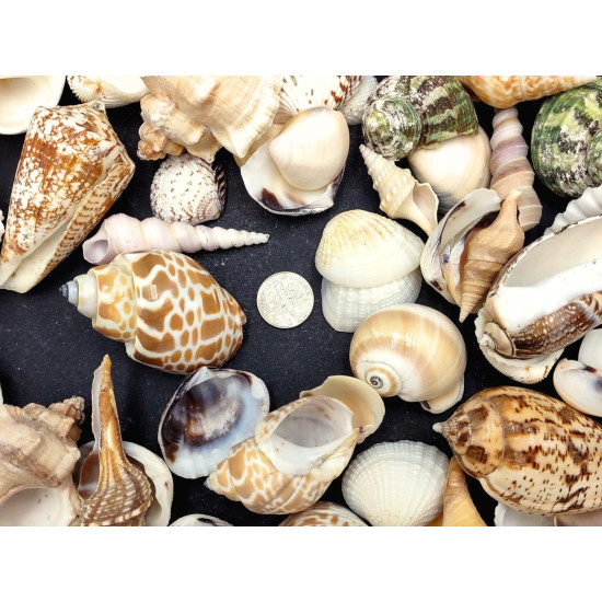 NOVELIKA- Mix Artificial Sea Shell charms for craft (All sizes)