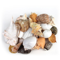 NOVELIKA Decorative mix artificial Sea shell for craft, jewellary making (All Size)  NOVELIKA Decorative mix artificial Sea shell for craft, jewellary making (All Size)