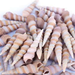 NOVELIKA- Artificial Unicorn Seashells for Craft ( Pack of 30P)