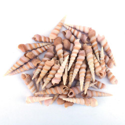 NOVELIKA- Artificial Unicorn Seashells for Craft ( Pack of 30P) NOVELIKA- Artificial Unicorn Seashells for Craft ( Pack of 30P)