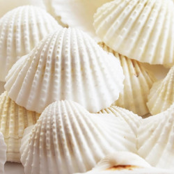 NOVELIKA White Ark Decorative Artificial Seashell for Art and Craft ( 30Pcs )