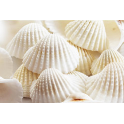 NOVELIKA White Ark Decorative Artificial Seashell for Art and Craft ( 30Pcs )