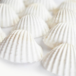 NOVELIKA White Ark Decorative Artificial Seashell for Art and Craft ( 30Pcs )