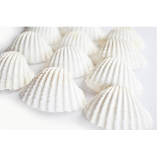 NOVELIKA White Ark Decorative Artificial Seashell for Art and Craft ( 30Pcs )