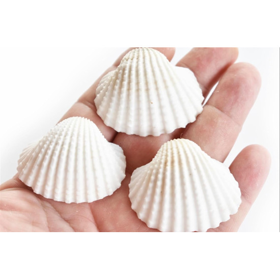 NOVELIKA White Ark Decorative Artificial Seashell for Art and Craft ( 30Pcs )