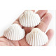 NOVELIKA White Ark Decorative Artificial Seashell for Art and Craft ( 30Pcs )