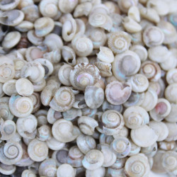 NOVELIKA Mini Artificial Small Umbonium shells Sea Shells for Home Decorations 200Grams.