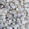 NOVELIKA Mini Artificial Small Umbonium shells Sea Shells for Home Decorations 200Grams.