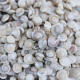 NOVELIKA Mini Artificial Small Umbonium shells Sea Shells for Home Decorations 200Grams.