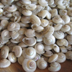 NOVELIKA Mini Artificial Small Umbonium shells Sea Shells for Home Decorations 200Grams. NOVELIKA Mini Artificial Small Umbonium shells Sea Shells for Home Decorations 200Grams.