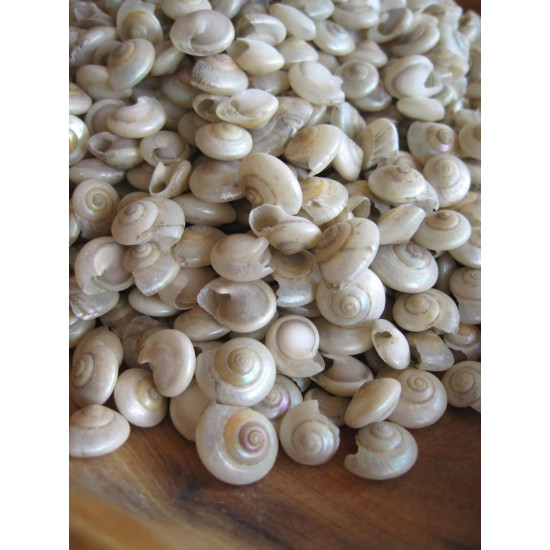 NOVELIKA Mini Artificial Small Umbonium shells Sea Shells for Home Decorations 200Grams.