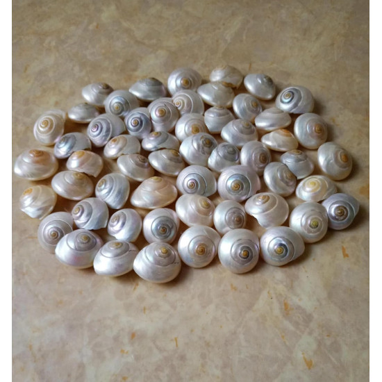 NOVELIKA Mini Artificial Small Umbonium shells Sea Shells for Home Decorations 200Grams.